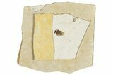 Fossil Beetle (Carabidae) - Bois d’Asson, France #290727-1